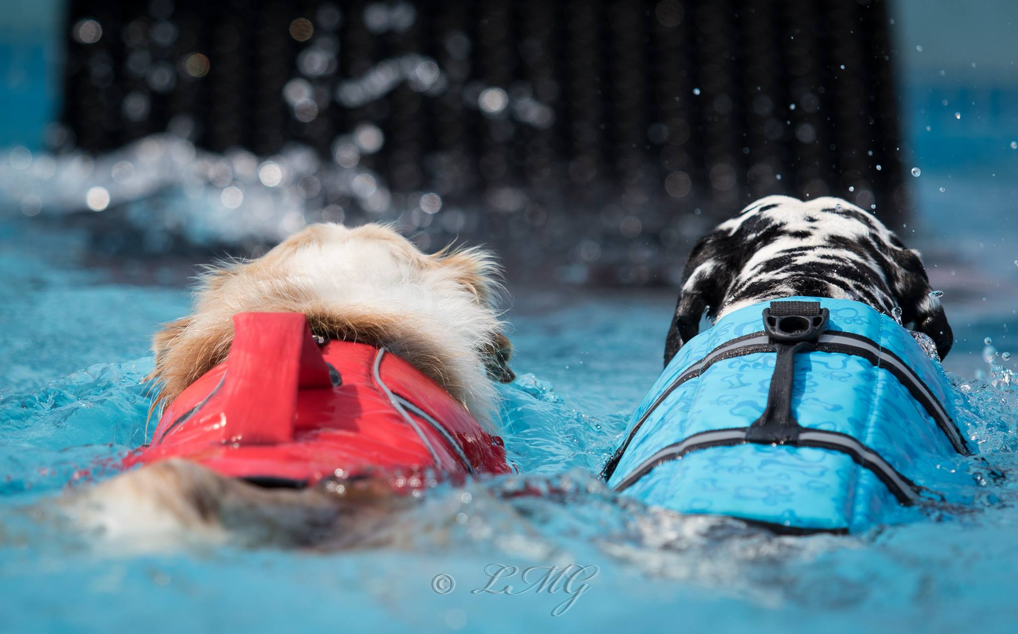 Zwei Hunde mit Schwimmweste