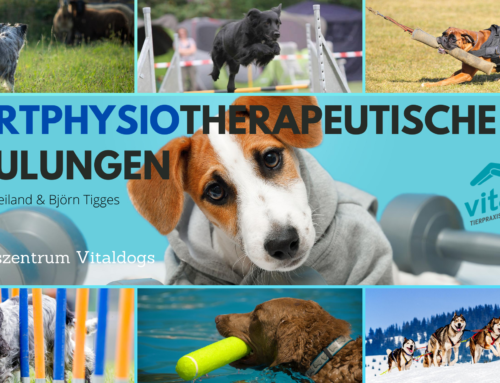 Hundesport: Sportphysiotherapeutische Schulungen