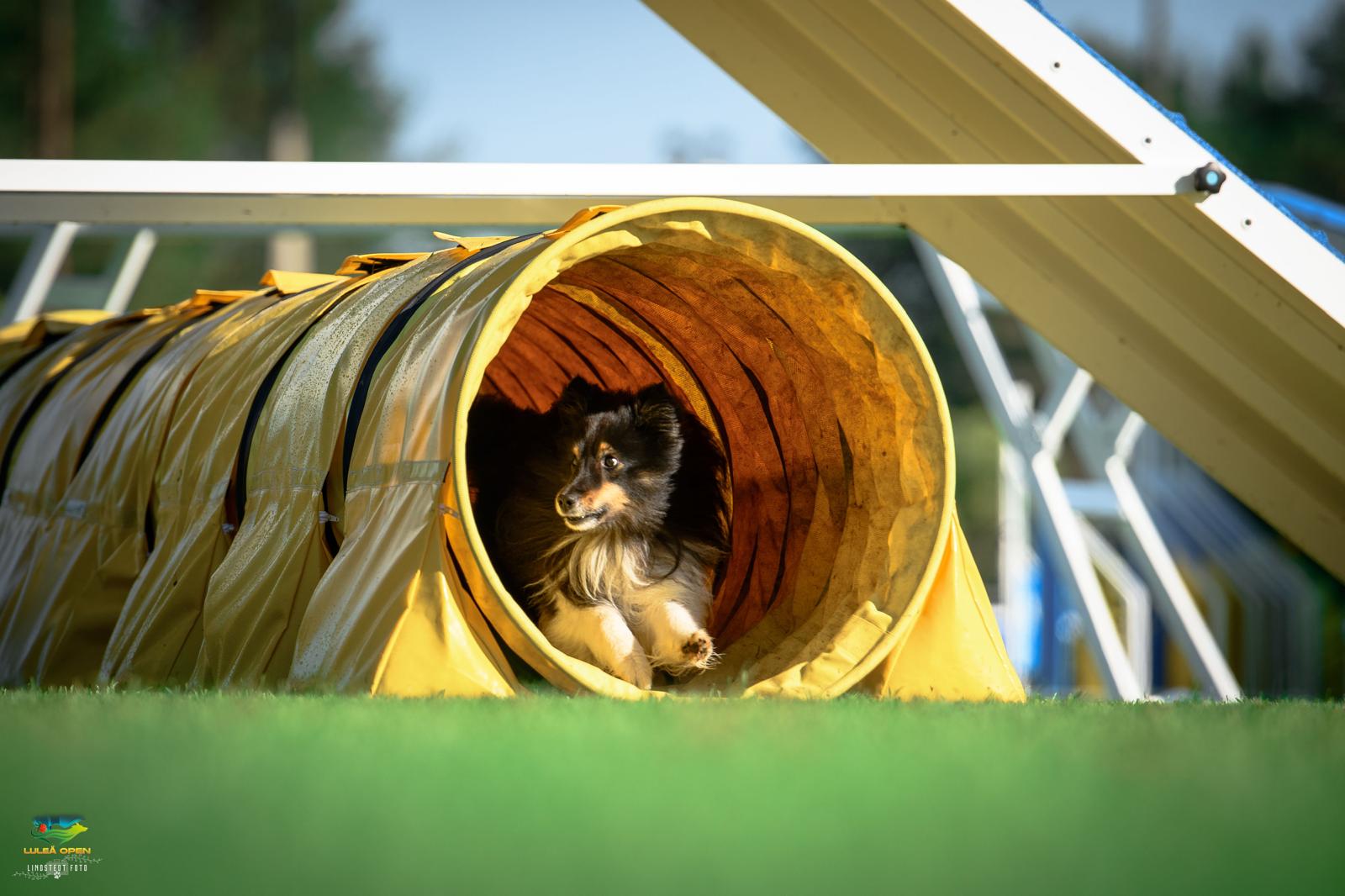 Agility Training mit Anna Hinze